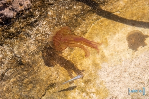 formentera-luke-fox-103