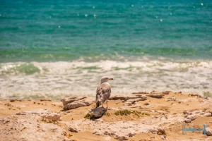 formentera-luke-fox-41